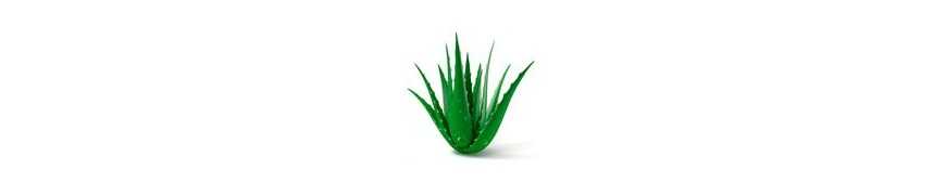 Línea Aloe Vera