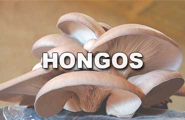 Hongos